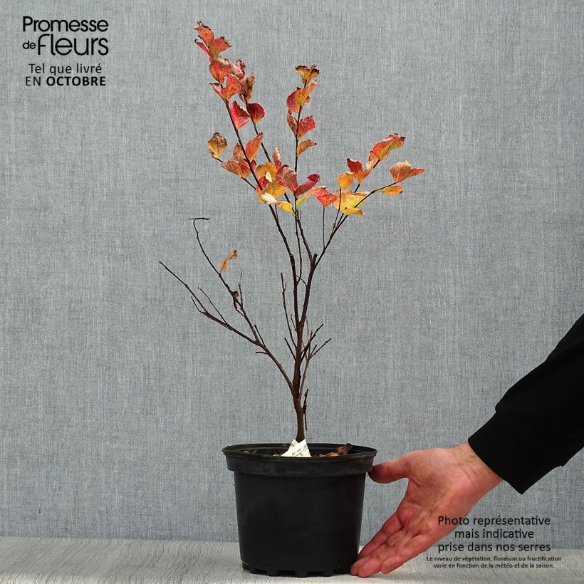 Exemplar von Chinesische Kräuselmyrte Margaux - Lagerstroemia Topf mit 3L/4L wie im Herbst geliefert
