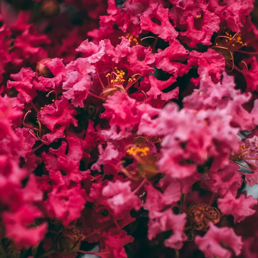 Chinesische Kräuselmyrte Midnight Magic - Lagerstroemia (Blüte)