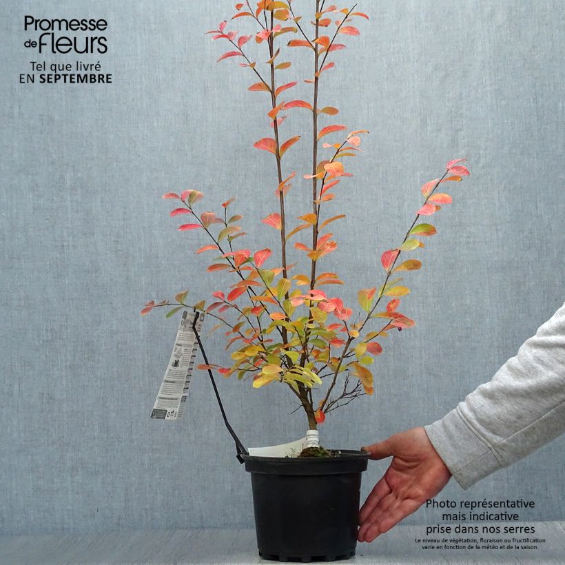 Exemplar von Chinesische Kräuselmyrte Monbazillac - Lagerstroemia Topf mit 3L/4L wie im Herbst geliefert
