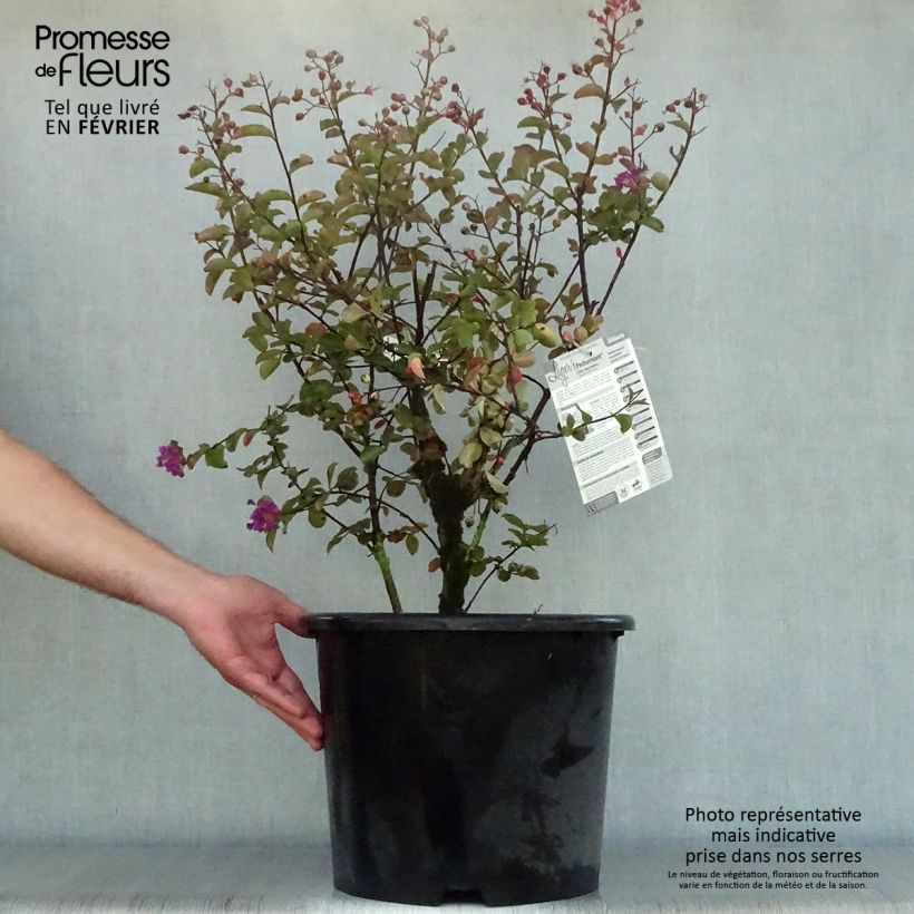 Exemplar von Chinesische Kräuselmyrte Pecharmant - Lagerstroemia Topf mit 7,5L/10L wie im Herbst geliefert
