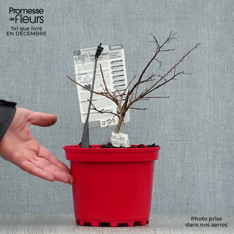 Exemplar von Chinesische Kräuselmyrte Périgord Pourpre - Lagerstroemia Topf mit 3L/4L wie im Winter geliefert