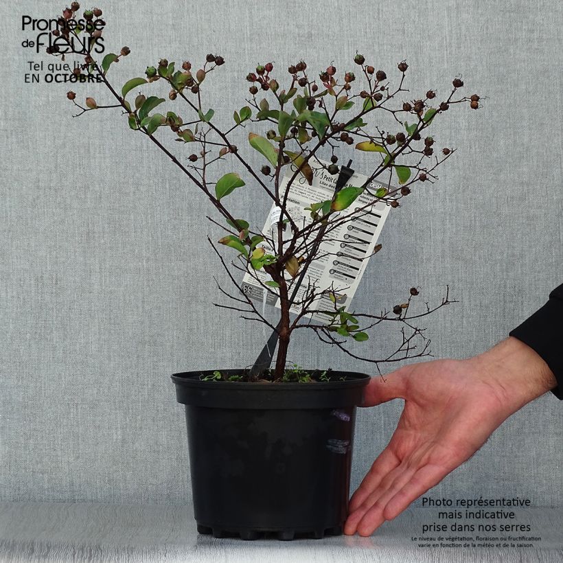 Exemplar von Chinesische Kräuselmyrte Petite Canaille mauve - Lagerstroemia Topf mit 3L/4L wie im Herbst geliefert