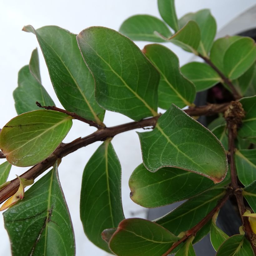 Chinesische Kräuselmyrte Pink Grand Sud - Lagerstroemia (Laub)