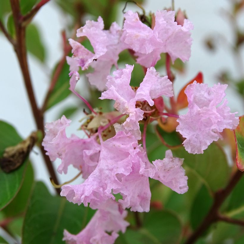 Chinesische Kräuselmyrte Pink Grand Sud - Lagerstroemia (Blüte)