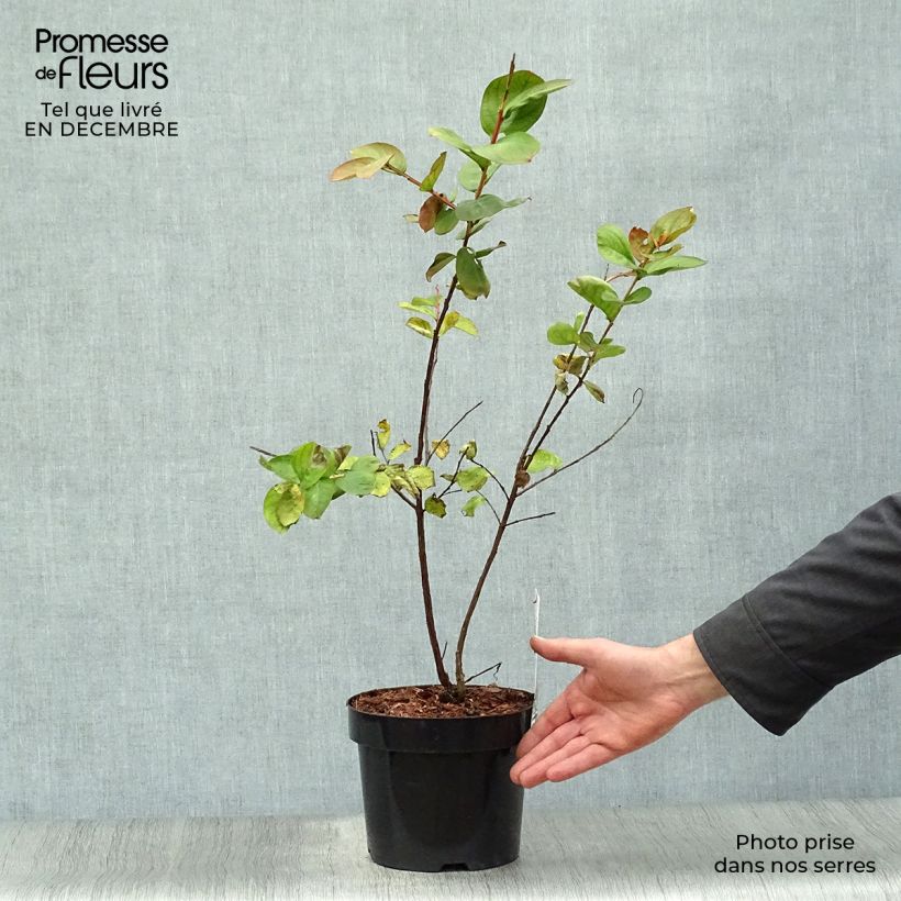 Exemplar von Chinesische Kräuselmyrte Pink Velours - Lagerstroemia Topf mit 3L/4L wie im Winter geliefert