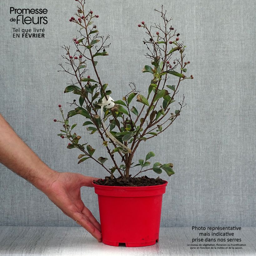 Exemplar von Chinesische Kräuselmyrte Red imperator - Lagerstroemia Topf mit 3L/4L wie im Herbst geliefert