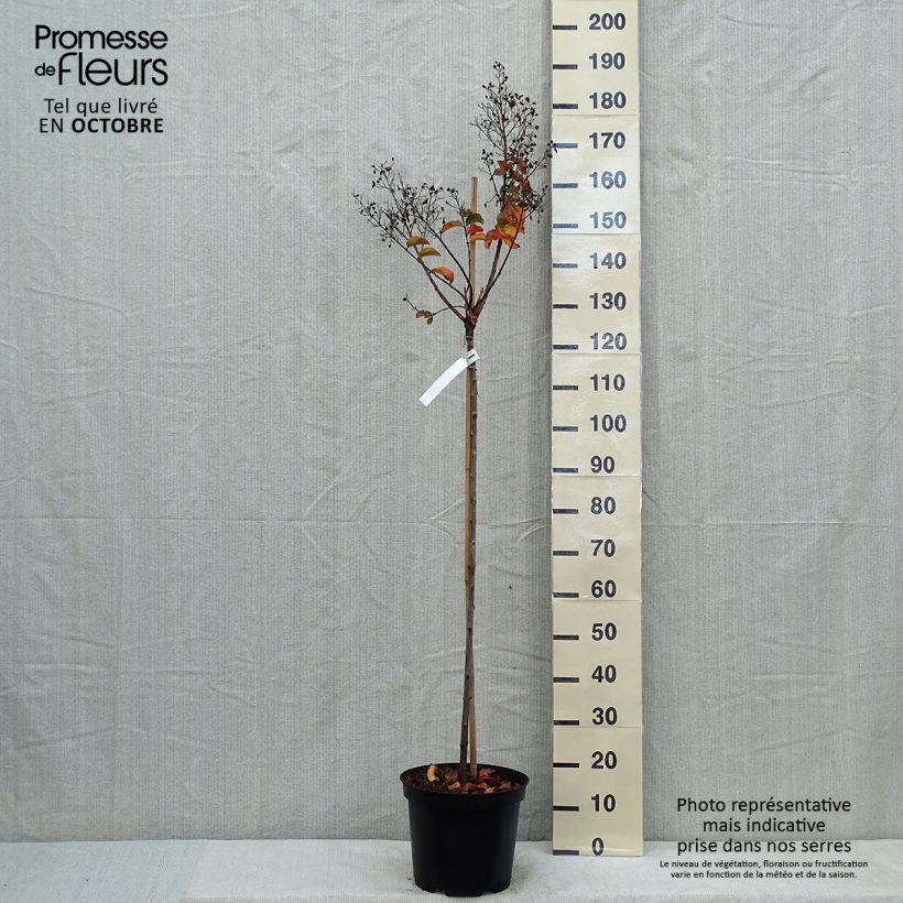 Exemplar von Chinesische Kräuselmyrte Rhapsody in PINK - Lagerstroemia Topf mit 7,5L/10L wie im Herbst geliefert