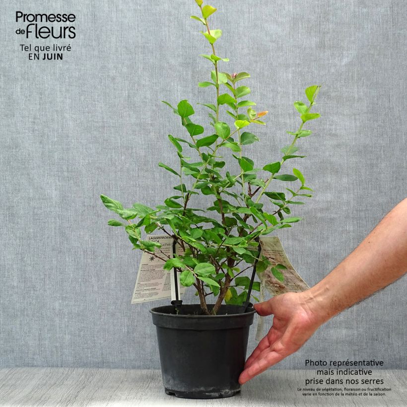Exemplar von Chinesische Kräuselmyrte Rose Fuchsia - Lagerstroemia Topf mit 3L/4L, Strauch wie im Sommer geliefert