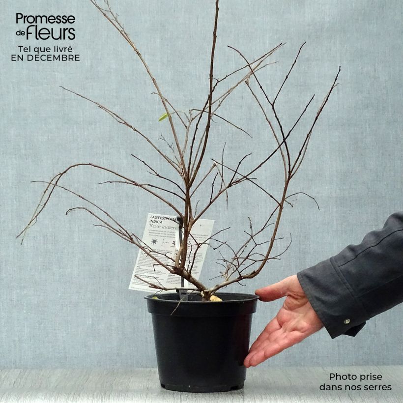 Exemplar von Chinesische Kräuselmyrte Rose Indien - Lagerstroemia Topf mit 3L/4L wie im Winter geliefert