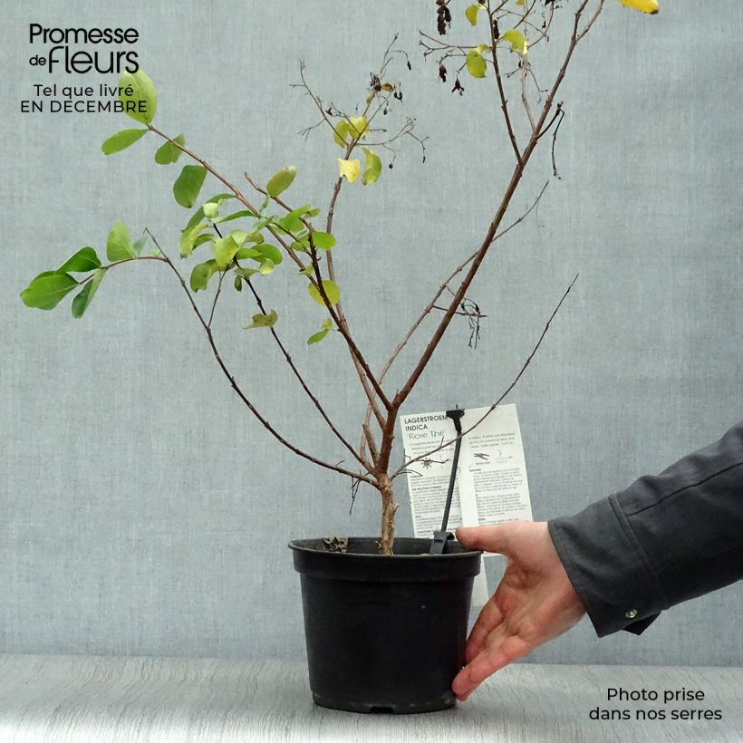 Exemplar von Chinesische Kräuselmyrte Rose Thé - Lagerstroemia Topf mit 3L/4L wie im Winter geliefert