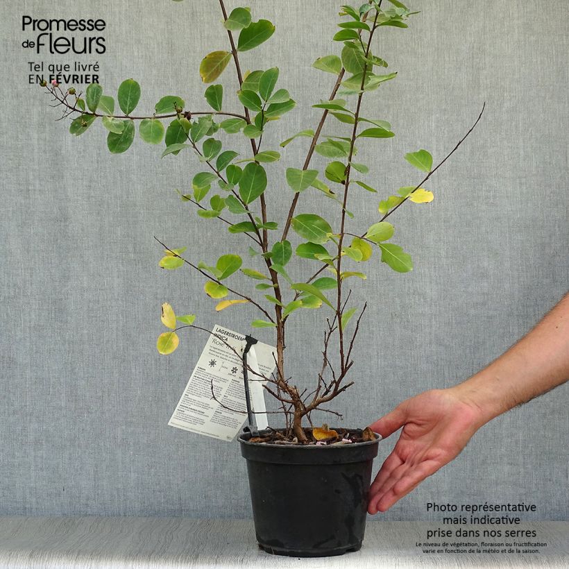 Exemplar von Chinesische Kräuselmyrte Rose Thé - Lagerstroemia Topf mit 3L/4L wie im Herbst geliefert