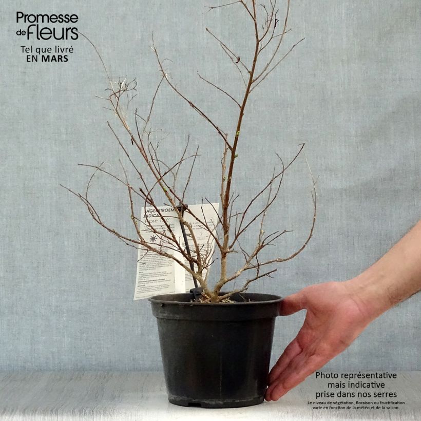 Exemplar von Chinesische Kräuselmyrte Rose Thé - Lagerstroemia Topf mit 3L/4L wie im Frühjahr geliefert