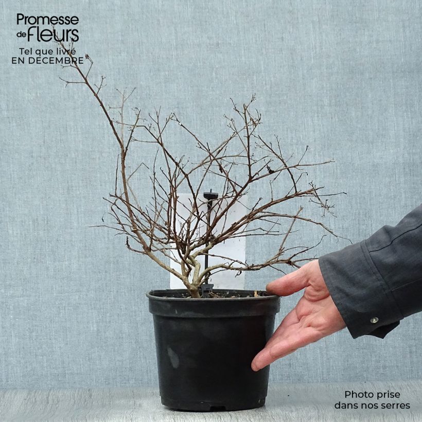 Exemplar von Chinesische Kräuselmyrte Rouge Nain - Lagerstroemia Topf mit 2L/3L wie im Winter geliefert