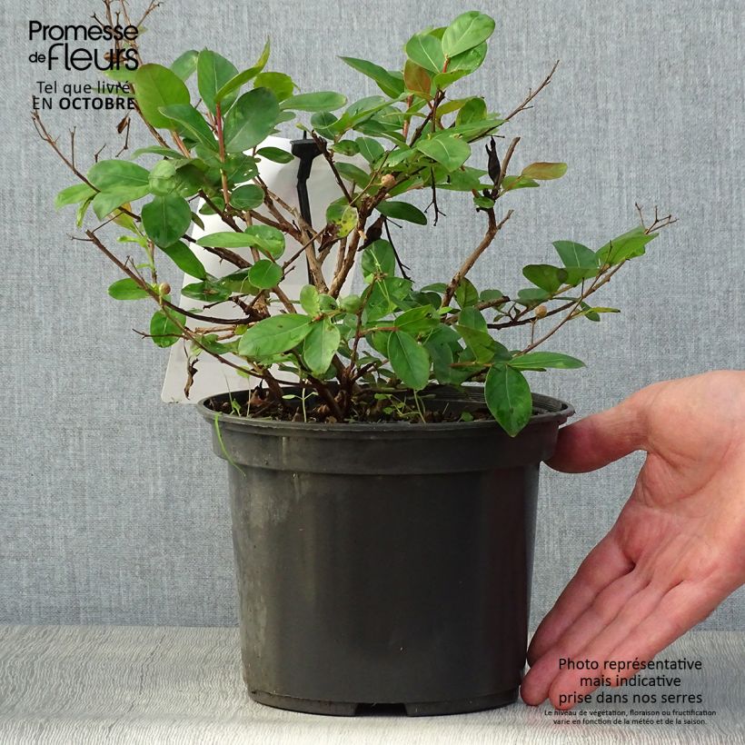 Exemplar von Chinesische Kräuselmyrte Rouge Nain - Lagerstroemia Topf mit 2L/3L wie im Herbst geliefert