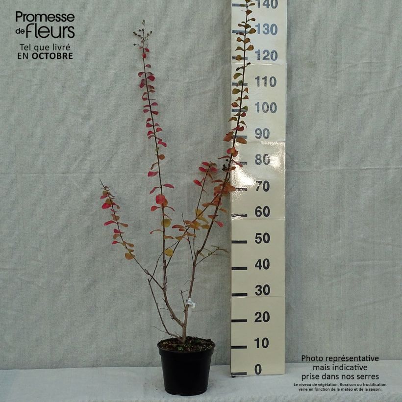 Exemplar von Chinesische Kräuselmyrte Rubra - Lagerstroemia Topf mit 2L/3L wie im Herbst geliefert