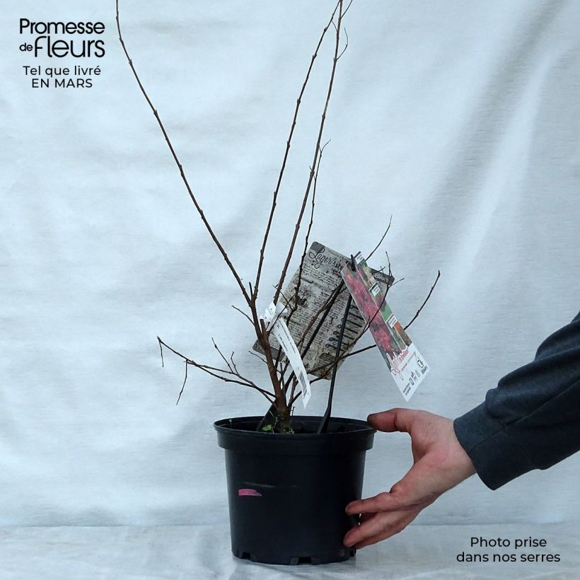 Exemplar von Chinesische Kräuselmyrte Saint Emilion - Lagerstroemia Topf mit 3L/4L wie im Frühjahr geliefert