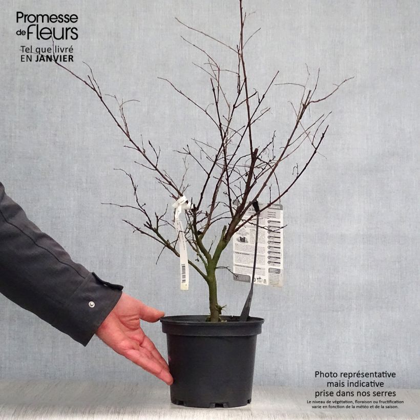 Exemplar von Chinesische Kräuselmyrte Saint Emilion - Lagerstroemia Topf mit 3L/4L wie im Winter geliefert