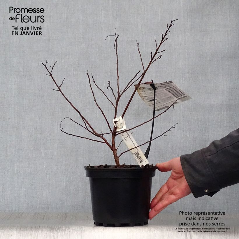 Exemplar von Chinesische Kräuselmyrte Souvenir d'Hubert Puard - Lagerstroemia Topf mit 3L/4L wie im Winter geliefert