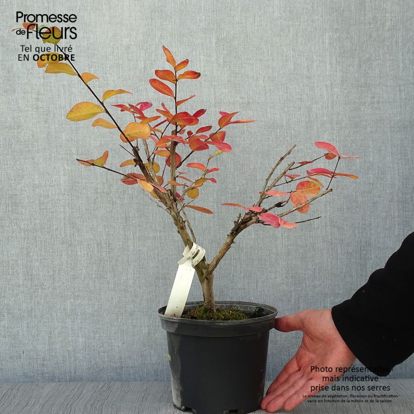 Exemplar von Chinesische Kräuselmyrte Souvenir d'André Desmartis - Lagerstroemia Topf mit 3L/4L wie im Herbst geliefert