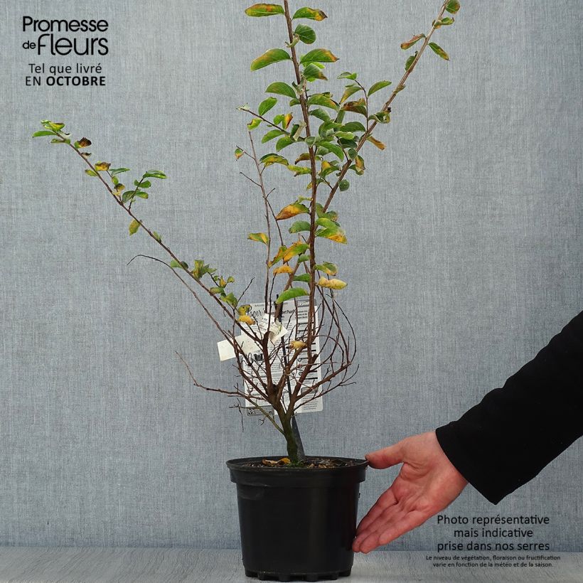 Exemplar von Chinesische Kräuselmyrte Souvenir d'Hubert Puard - Lagerstroemia Topf mit 3L/4L wie im Herbst geliefert