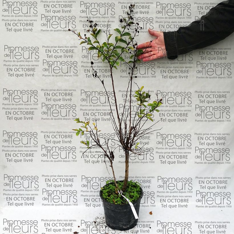 Beispiel eines Exemplars von Chinesische Kräuselmyrte Summer Beauty Hope - Lagerstroemia Topf mit 3L/4L wie geliefert