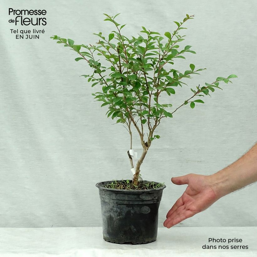 Exemplar von Chinesische Kräuselmyrte Summer Beauty Ozark Spring - Lagerstroemia Topf mit 3L/4L wie im Sommer geliefert