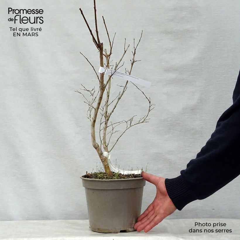 Exemplar von Chinesische Kräuselmyrte Summer Charm Tuscarora - Lagerstroemia Topf mit 3L/4L wie im Frühjahr geliefert