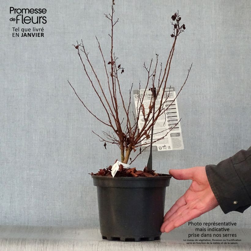 Exemplar von Chinesische Kräuselmyrte Terrasse Rose - Lagerstroemia Topf mit 3L/4L wie im Winter geliefert