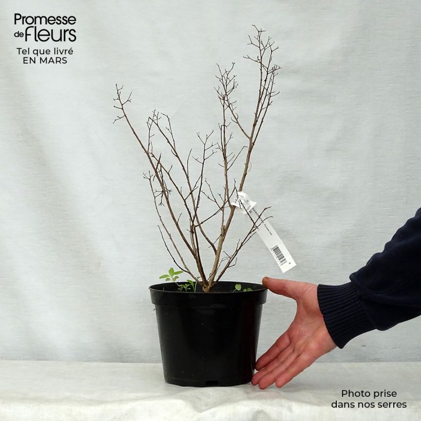 Exemplar von Chinesische Kräuselmyrte Terrasse Rose - Lagerstroemia Topf mit 3L/4L wie im Frühjahr geliefert