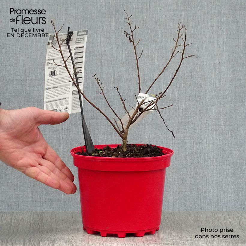 Exemplar von Chinesische Kräuselmyrte Terrasse Rouge - Lagerstroemia Topf mit 3L/4L wie im Winter geliefert