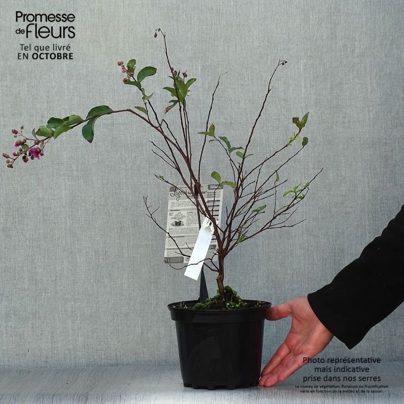 Exemplar von Chinesische Kräuselmyrte Terre Chinoise - Lagerstroemia Topf mit 3L/4L wie im Herbst geliefert