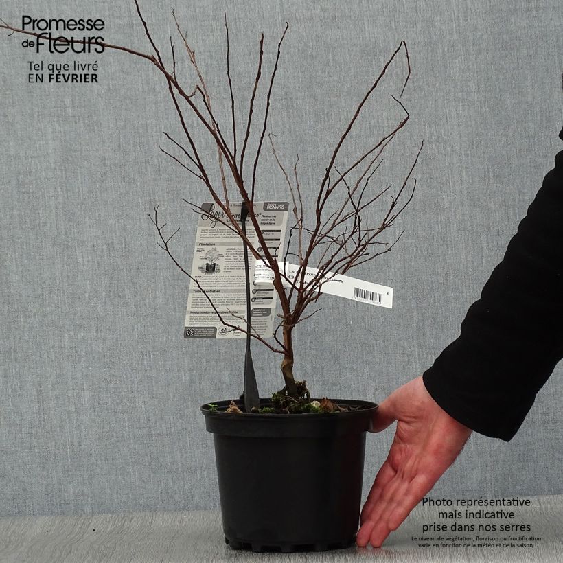 Exemplar von Chinesische Kräuselmyrte Terre Chinoise - Lagerstroemia Topf mit 3L/4L wie im Winter geliefert
