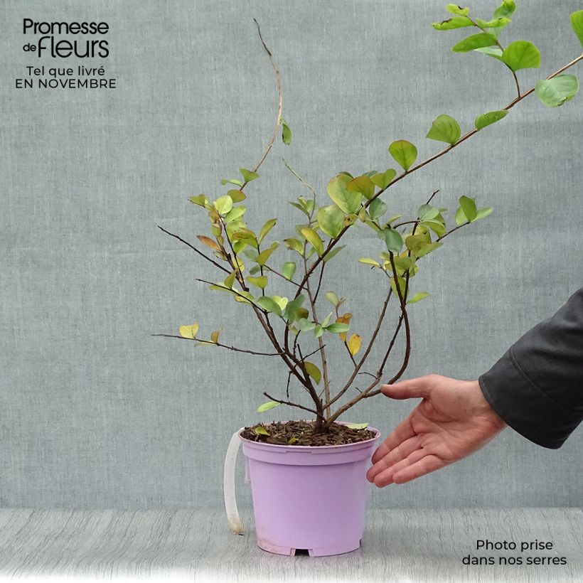 Exemplar von Chinesische Kräuselmyrte Violacea - Lagerstroemia Topf mit 2L/3L wie im Herbst geliefert