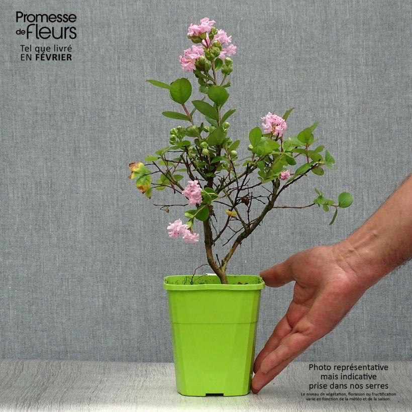 Exemplar von Chinesische Kräuselmyrte With Love Babe - Lagerstroemia Topf mit 3L/4L wie im Herbst geliefert