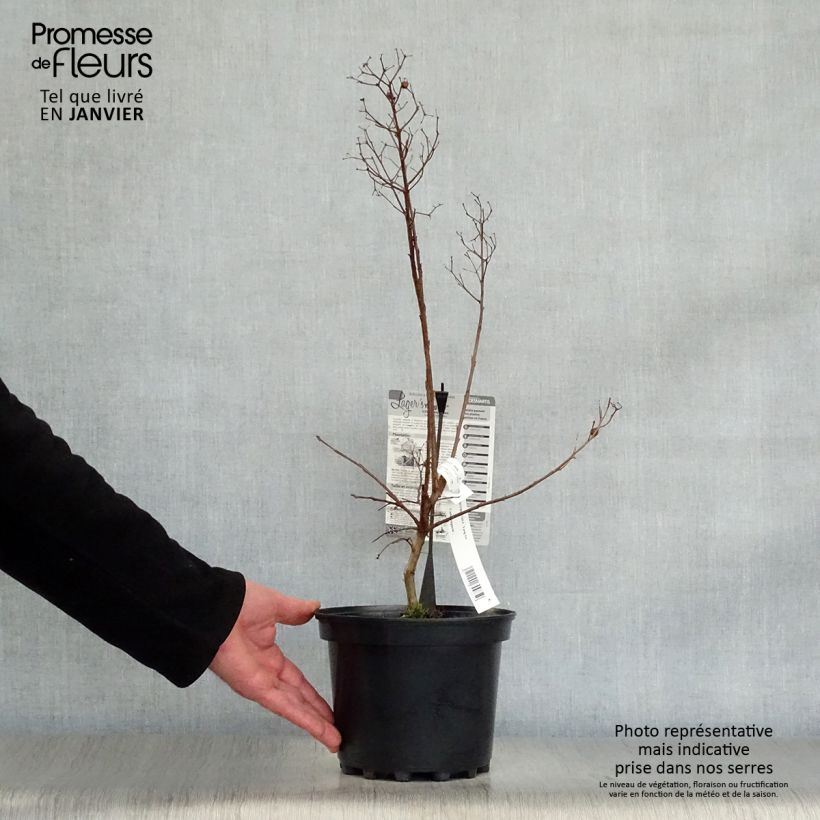 Exemplar von Chinesische Kräuselmyrte Yang Tse - Lagerstroemia Topf mit 3L/4L wie im Winter geliefert