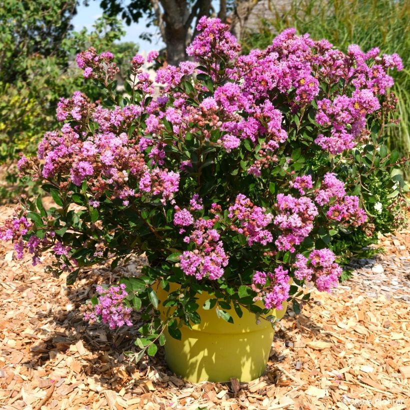 Chinesische Kräuselmyrte Gourmet Violetta - Lagerstroemia (Wuchs)