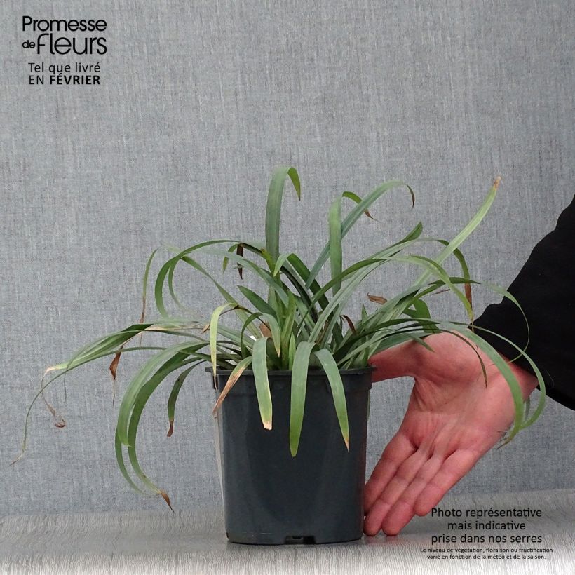 Exemplar von Carex laxiculmis Bunny Blue Topf mit 2L/3L wie im Winter geliefert