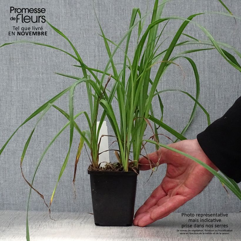 Exemplar von Carex riparia - Ufer-Segge Kleine Töpfe von 8/9 cm wie im Herbst geliefert