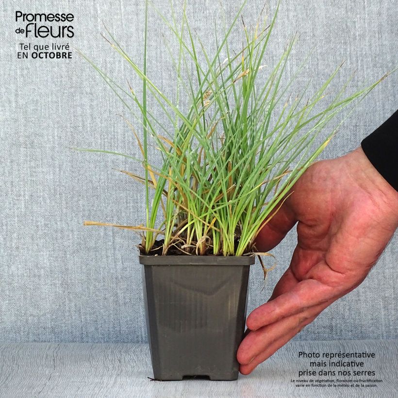 Exemplar von Carex panicea - Hirse-Segge Kleine Töpfe von 8/9 cm wie im Herbst geliefert