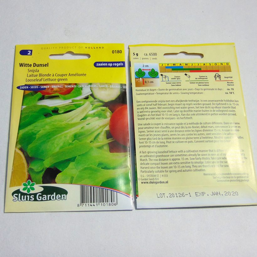 Beispiel eines Exemplars von Schnittsalat Blonde améliorée die Tüte mit 6500 Samen (5g) wie geliefert