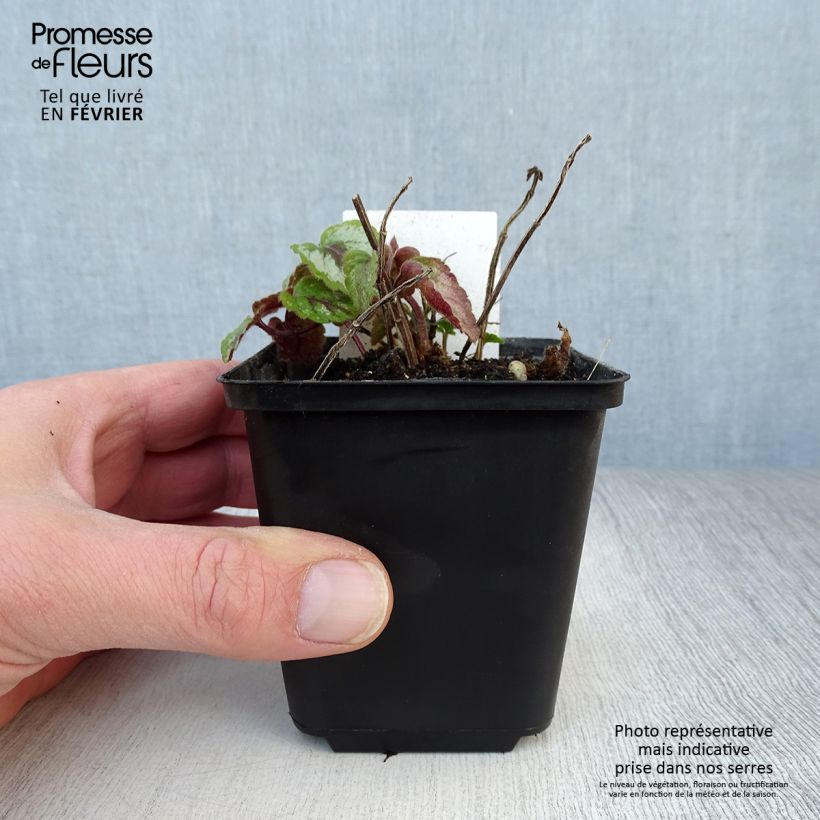 Exemplar von Lamium galeobdolon Florentinum - Gewöhnliche Goldnessel Kleine Töpfe von 8/9 cm wie im Winter geliefert