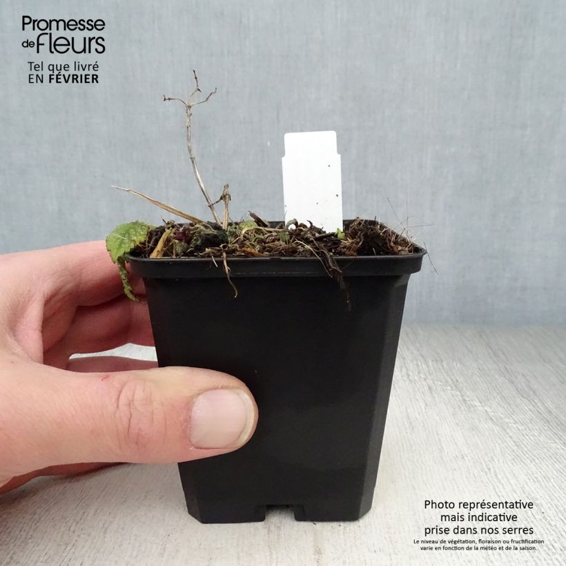 Exemplar von Lamium galeobdolon Hermann's Pride - Gewöhnliche Goldnessel Kleine Töpfe von 8/9 cm wie im Winter geliefert