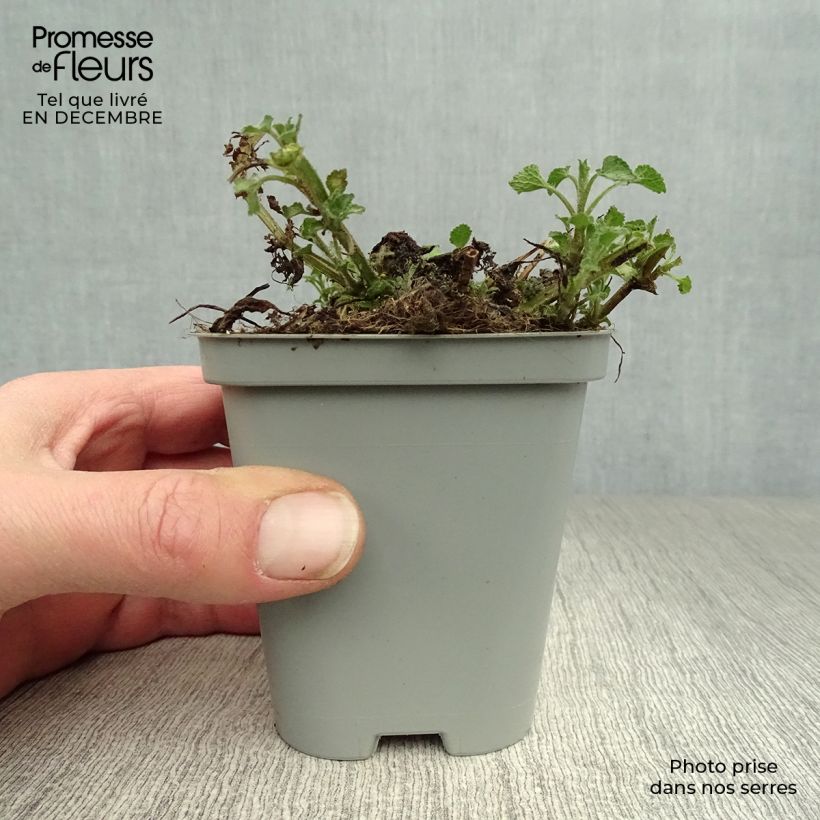 Exemplar von Lamium maculatum Beacon Silver - Gefleckte Taubnessel Kleine Töpfe von 8/9 cm wie im Winter geliefert