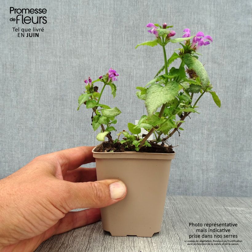 Exemplar von Lamium maculatum Beacon Silver - Gefleckte Taubnessel Kleine Töpfe von 8/9 cm wie im Sommer geliefert