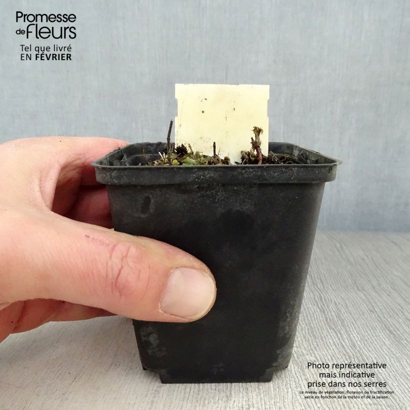 Exemplar von Lamium maculatum Chequers - Gefleckte Taubnessel Kleine Töpfe von 8/9 cm wie im Winter geliefert