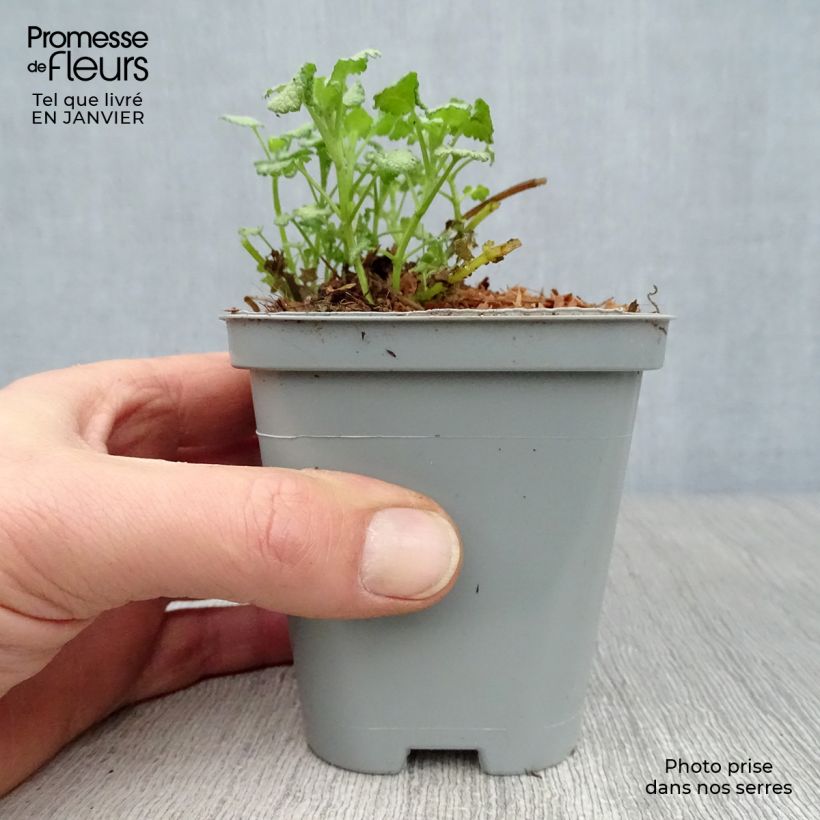 Exemplar von Lamium maculatum Pink Pewter - Gefleckte Taubnessel Kleine Töpfe von 8/9 cm wie im Winter geliefert