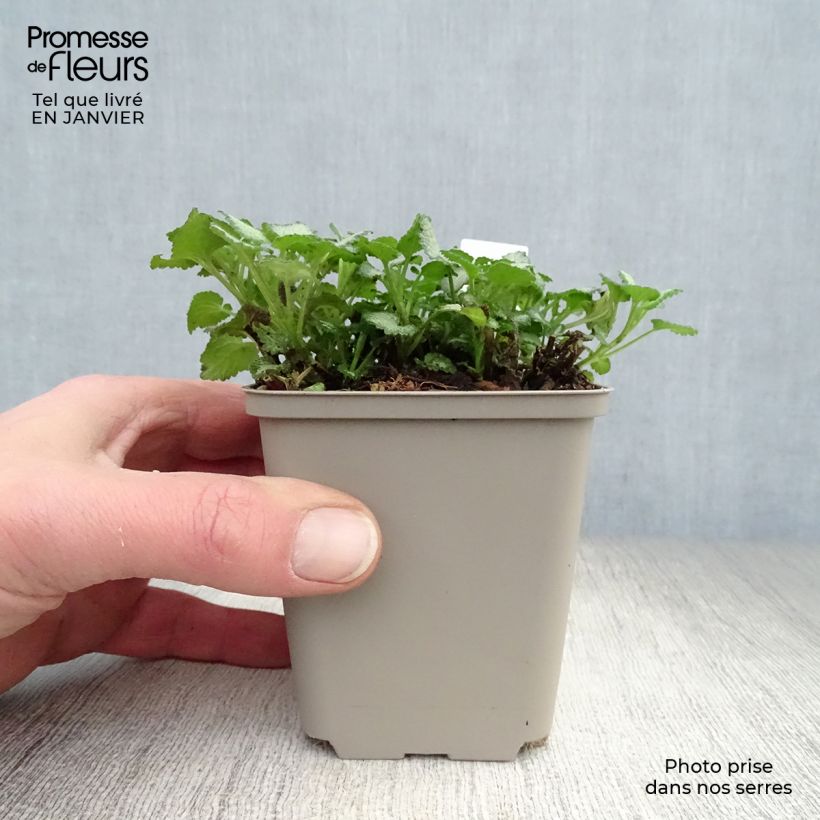 Exemplar von Lamium maculatum Purple Dragon - Gefleckte Taubnessel Kleine Töpfe von 8/9 cm wie im Winter geliefert