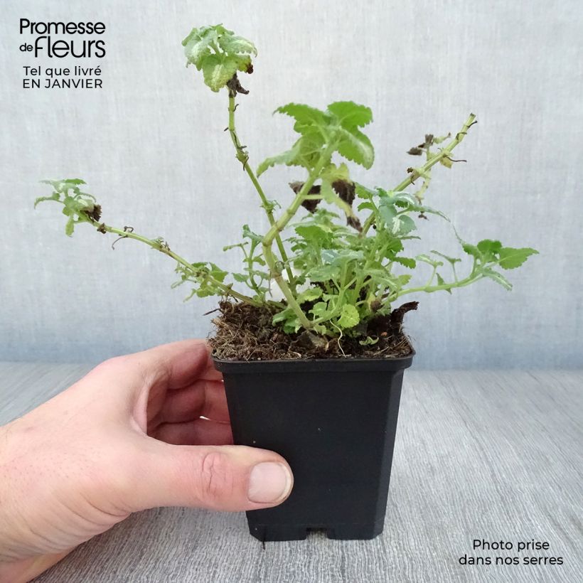 Exemplar von Lamium maculatum Shell Pink - Gefleckte Taubnessel Kleine Töpfe von 8/9 cm wie im Winter geliefert