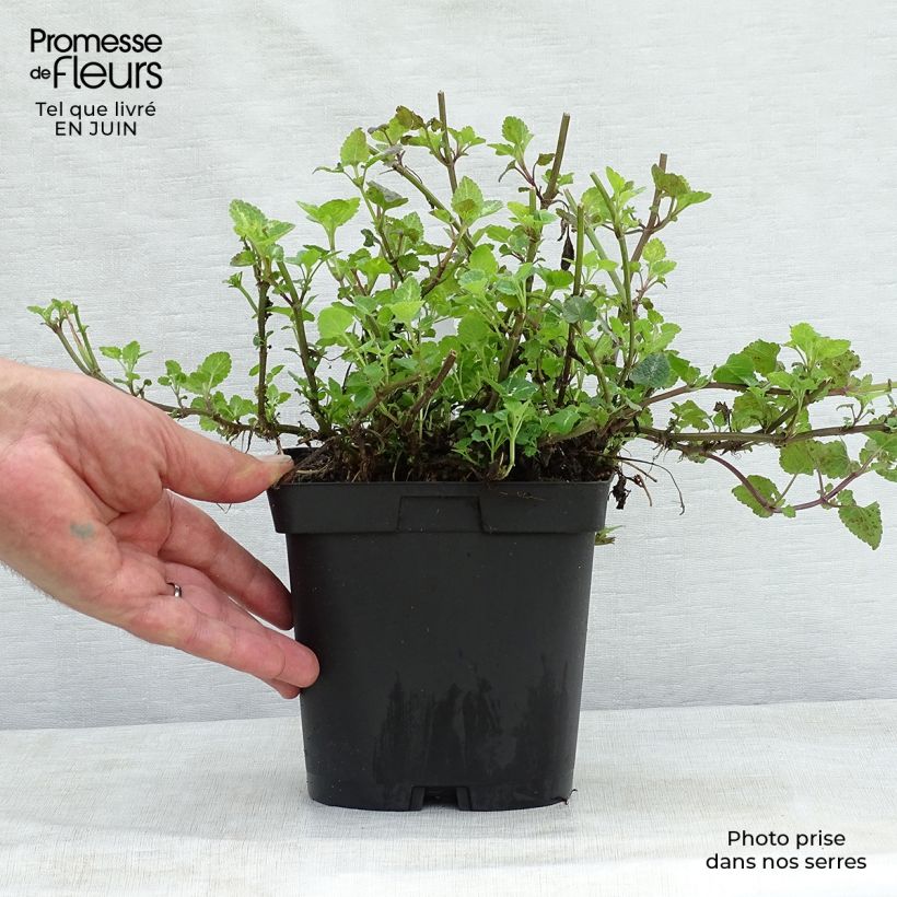 Exemplar von Lamium maculatum Shell Pink - Gefleckte Taubnessel Topf mit 2L/3L wie im Sommer geliefert