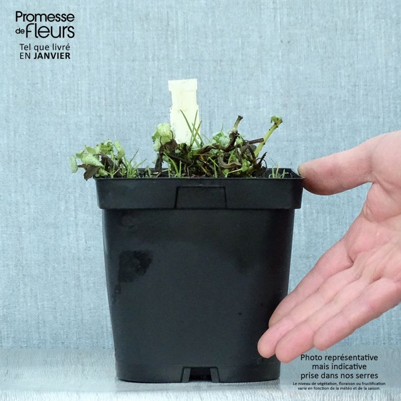 Exemplar von Lamium maculatum White Nancy - Gefleckte Taubnessel Topf mit 2L/3L wie im Winter geliefert